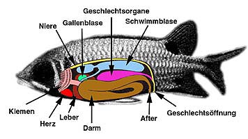 Die inneren Organe eines Fisches
